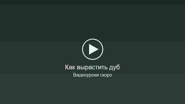 Заглушка видеоурока: Как вырастить дуб