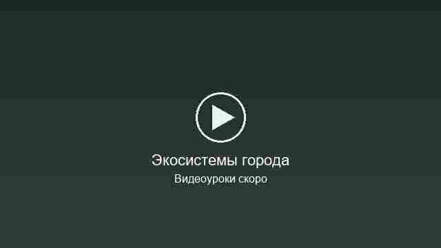 Заглушка видеоурока: Экосистемы города